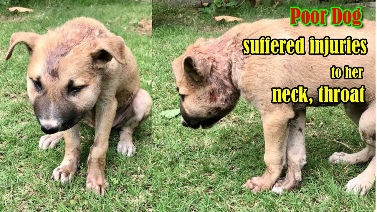 The poor dog who suffered injuries to her neck, throat and legs YouTube