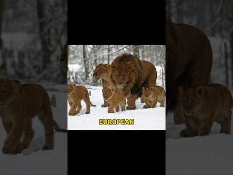 Video: Asiatisk løve: beskrivelse, foto