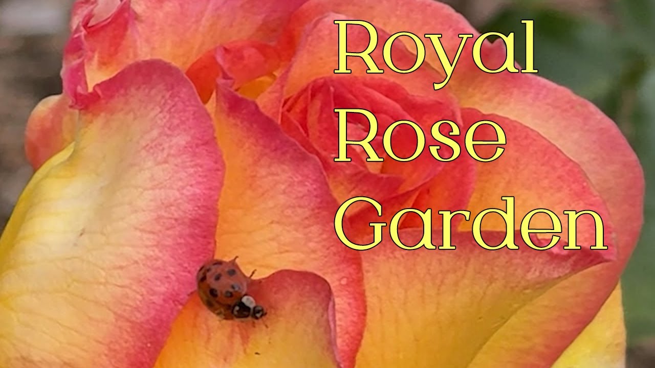 Queen Mary's Rose Gardens, London