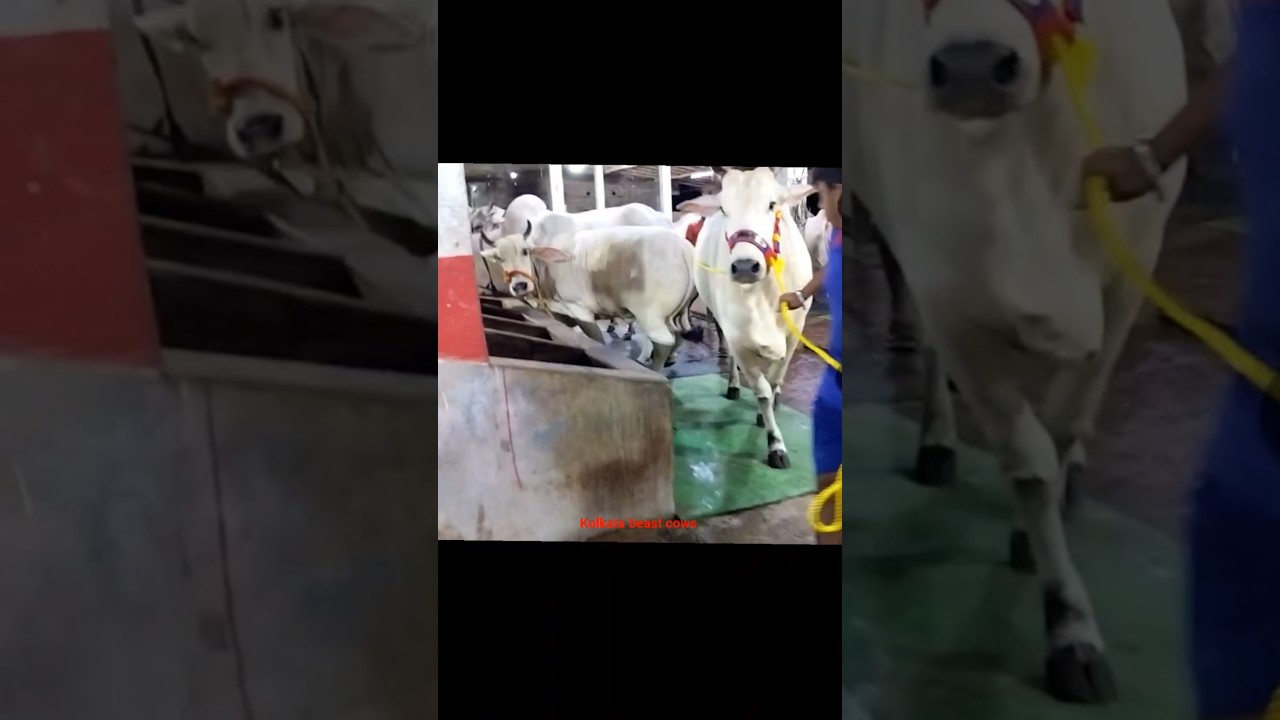 Entry Most Beautiful and Biggest Ongole Cow of Ayham Cattle Farm for💕 2025