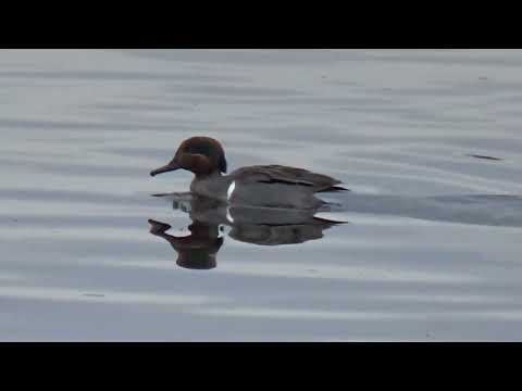 GREEN WINGED TEALS @drjahn41