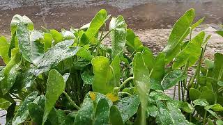 The Internet Can’t Stop Talking About This Relaxation Music for Sleep! 💤