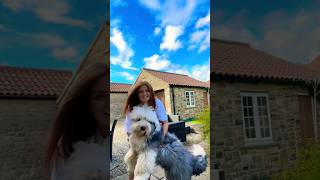 Girl's Adorable Attempt to Carry an Old English Sheepdog | Heartwarming Moment! #oldenglishsheepdog