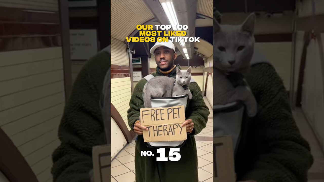 Бесплатная зоотерапия с моим котом Люпином 