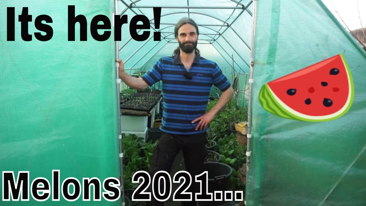 What to sow in April. Growing Melons in the UK 2021! YouTube