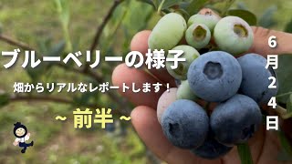 Blueberries] June 24th Report from the Blueberry Fields