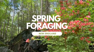 Spring Foraging Adventure: Plants, Fungi and Waterfalls in CT | Foraging New England Vol. 2