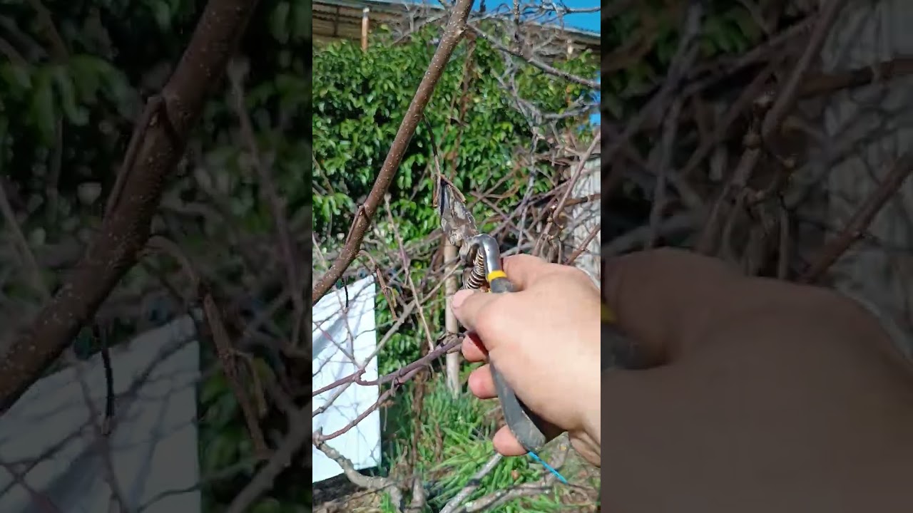 Обрезка киви женского пола-2 часть. Февраль 2026 год.