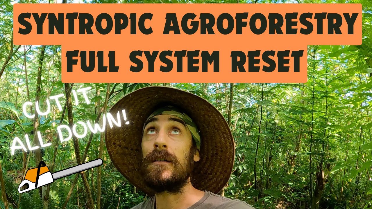 Syntropic Agroforestry: Full System Reset + Pruning Tips