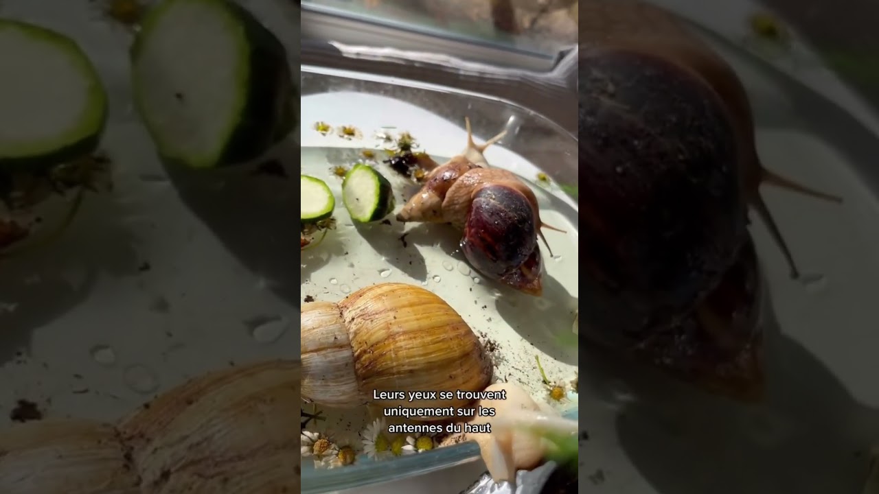 Pourquoi les escargots ont 4 antennes ? 🐌
