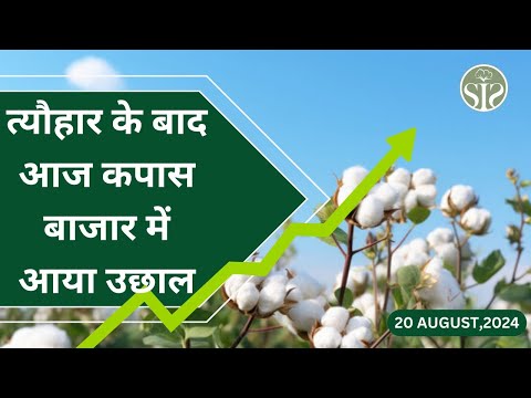 कपास बाजार में तेजी का रुख😮 aaj ka kapas ka bajar cotton market rate today #kapas #smartinfo #cotton