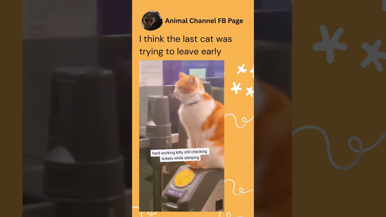 The receptionist cat is like oh shit I don't have you on the call sheet, I'm gonna get fired 