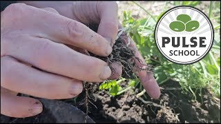 Pulse School: Three questions to ask when deciding on an inoculant