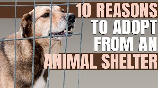 10 Reasons To Adopt From An Animal Shelter