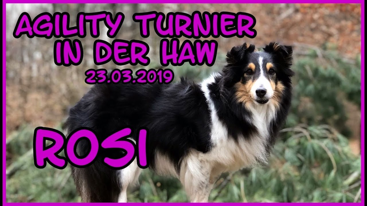 [Turnier] 23.03.2019 Agility Turnier in der HAW - Rosi