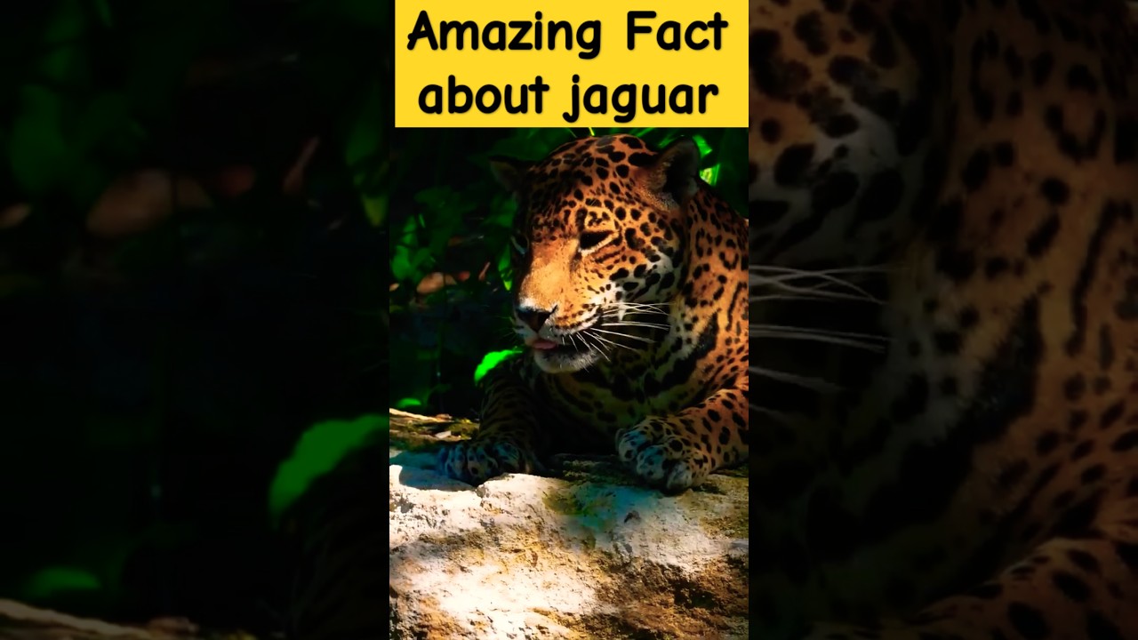 Amazing facts about jaguar😱😲💯 4K Video
