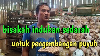 indukan sedarah bisakah untuk pengembangan puyuh