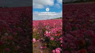🌸 This Flower Field Looks Fake… But It’s REAL?!