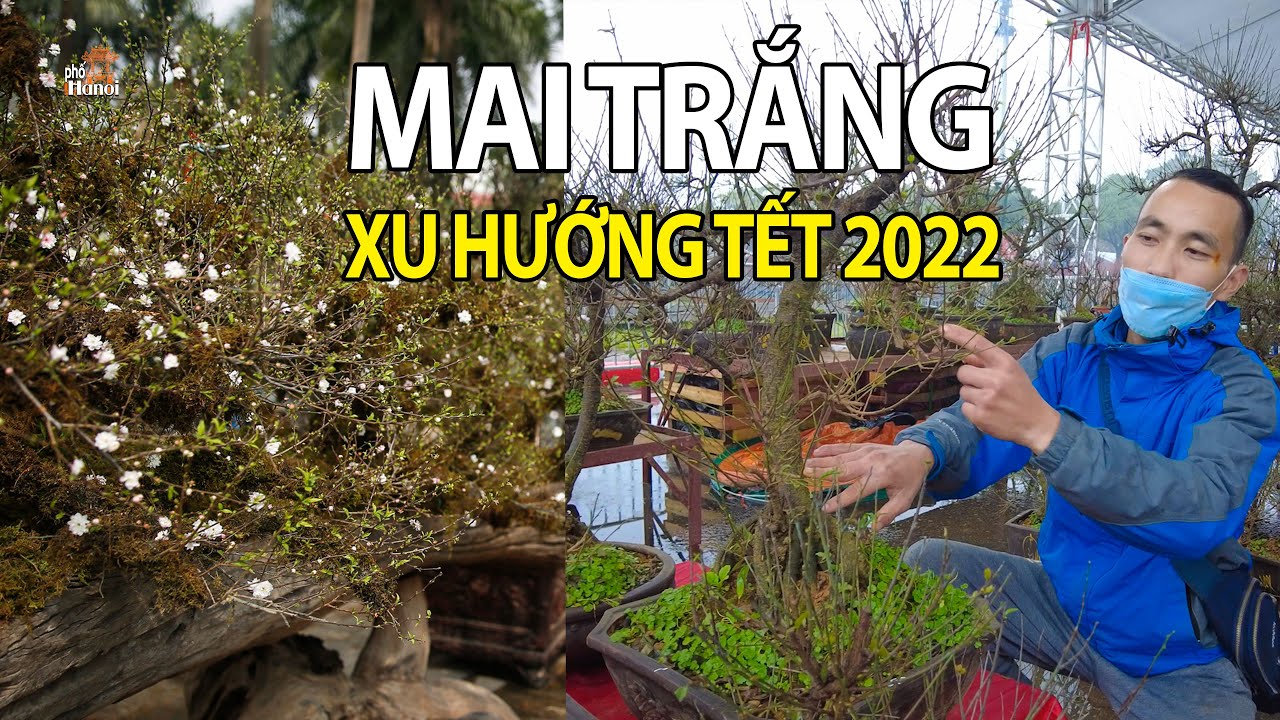 bánh căn hà nội New Nhất Chi Mai - Xu hướng chơi hoa Tết 2022 ở Hà Nội #hnp
