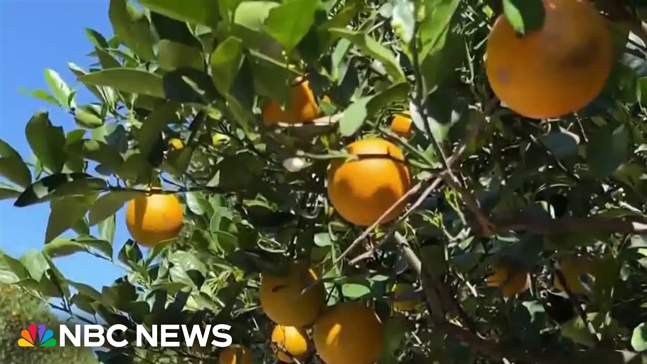 Orange juice prices historically high after crop producer slammed by weather and disease