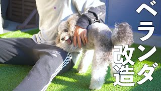 🐶ベランダをDIYして愛犬が遊ベる素敵な空間にしたかったアラサー独身男の日常【前篇】【トイプードル】