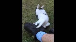 Rabbit's foot fetish