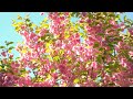 Успокаивающая музыка для отдыха и учебы