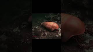 Life In The Paleozoic Era