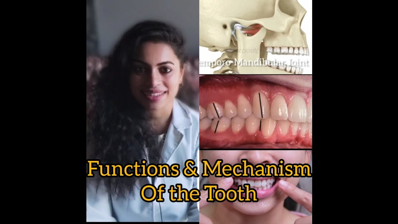 Physiology & Development of Tooth ( Part 2): Functions, Mechanism & Pathophysiology👈🦷