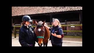 How to take your horse's pulse