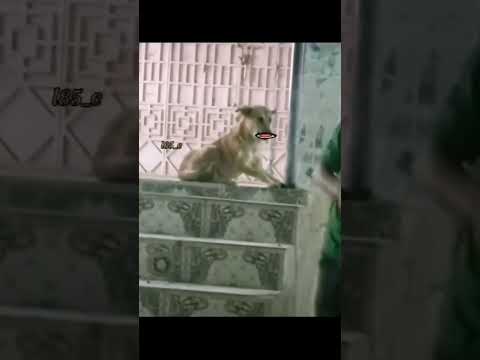 صوت مصطفى المومري