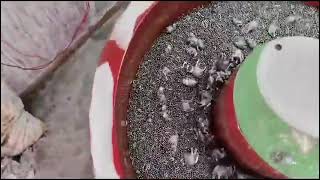 BALL BURNISHING MACHINE