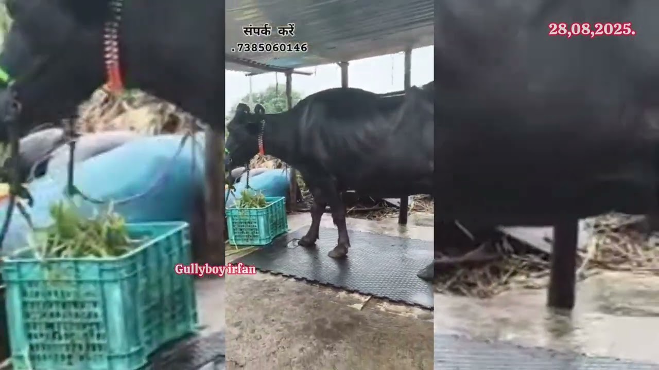  73850 60146 గేదె అమ్మబడును మహారాష్ట్ర buffalo for sale maharastra बैंस महाराष्ट्र विक्री अहे 