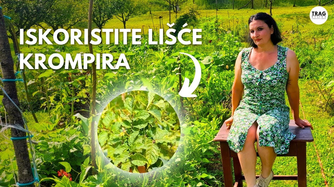 НЕ БРОСАЙТЕ ЛИСТЬЯ КАРТОФЕЛЯ: Используйте это таким образом