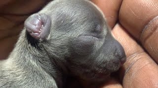How To Save A New Born Puppy Thats Has That Cry Of Death