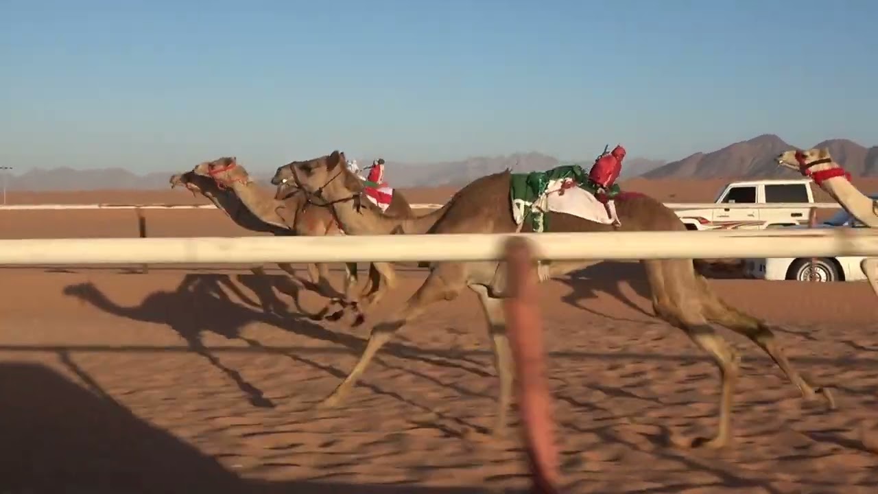 الشوط الرئيسي للبكار اللقاي(إيجاز)لـ عبدالله عتيق دعسان السعيداني العطوي1447/7/21