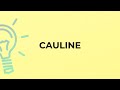 What is the meaning of the word CAULINE?