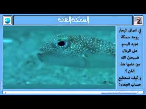 السمكة الفنانا