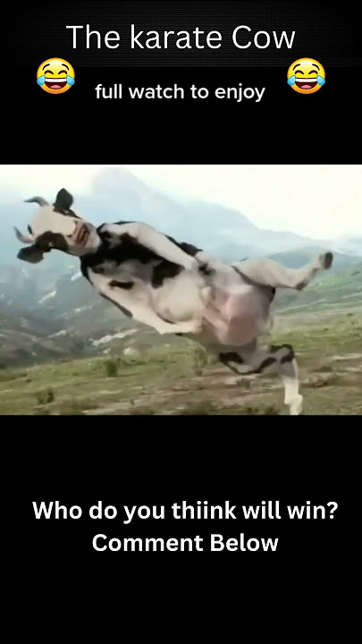 Funniest Karate Videos Ever #22  The Karate Cow  Who Do You Think Will Win?