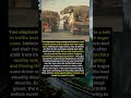 Elephants Steal Sugarcane in Traffic Jam