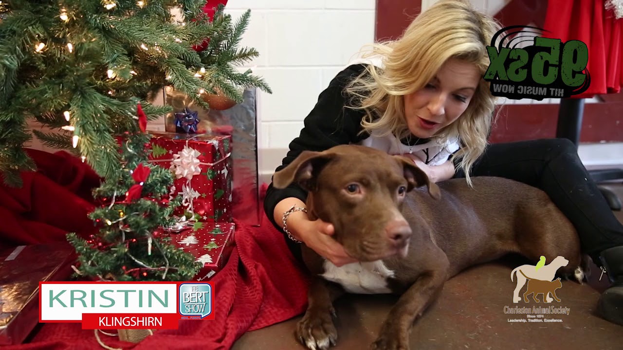 95sx 12 Strays of Christmas