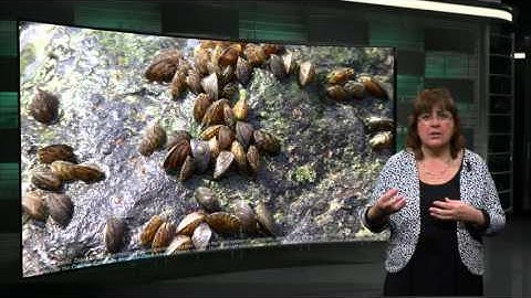 BwN101x_2016_3.3.1_Distilling_ecological_design_principles