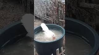 Download Lagu Entok Berenang #shots #entok #ayam #bebek #peternakan MP3