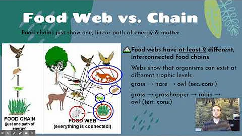 APES Notes 1.11 - Food Webs & Chains