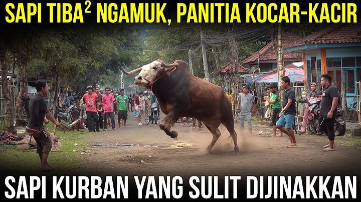 PANITIA KURBAN SAMPAI DISERUDUK? Momen Menegangkan Sapi Kurban Ngamuk dan Kabur