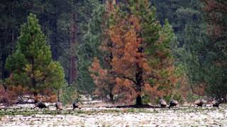 Little Pend Oreille National Wildlife Refuge | Wikipedia audio article