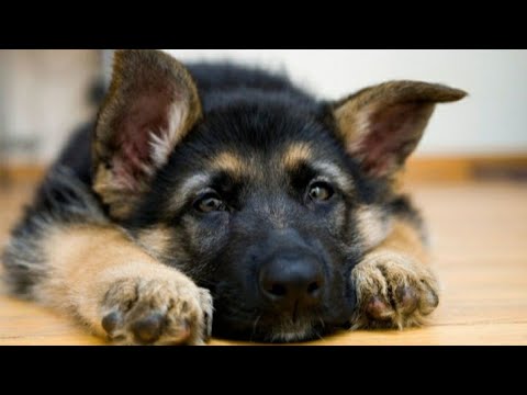 Video: Kas yra Schutzhund mokymas šunims?