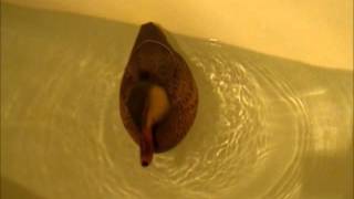 Homemade Motion Decoys