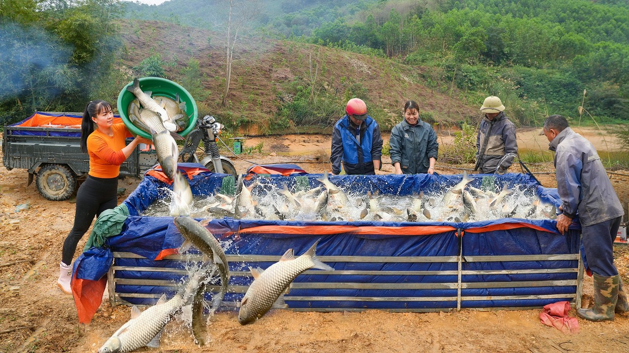 Pulling The Net To Harvest Many Big Fish In Large Lake, Transport Big Fish To Sell For Villagers