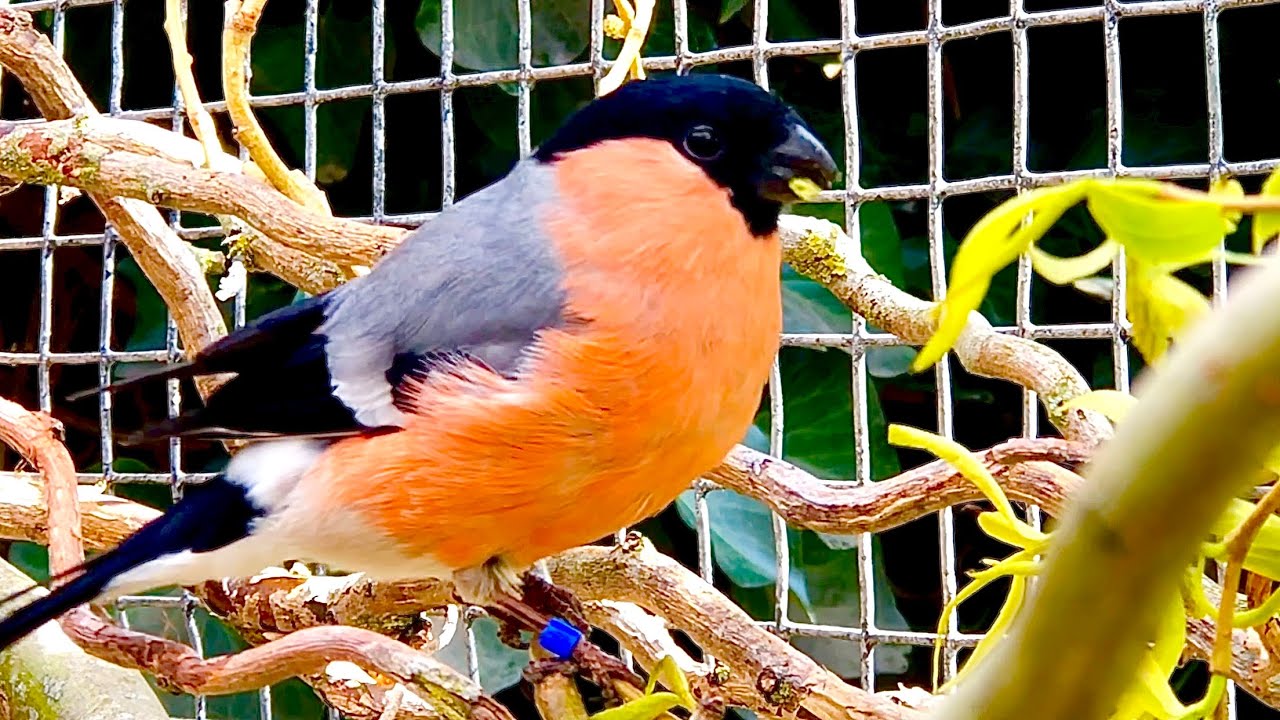 Eurasian Bullfinch | Common Bullfinch | male in bird aviary